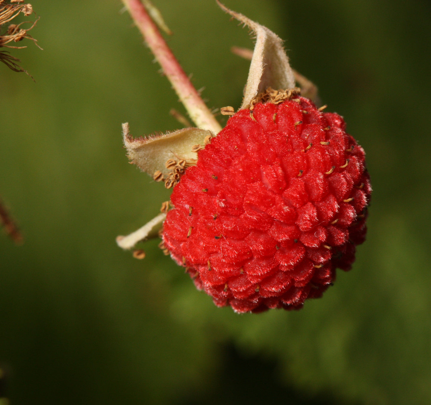 50 THIMBLEBERRY Rubus Parviflorus Edible Red Berry Fruit Native White Flower Sun or Shade Shrub Seeds