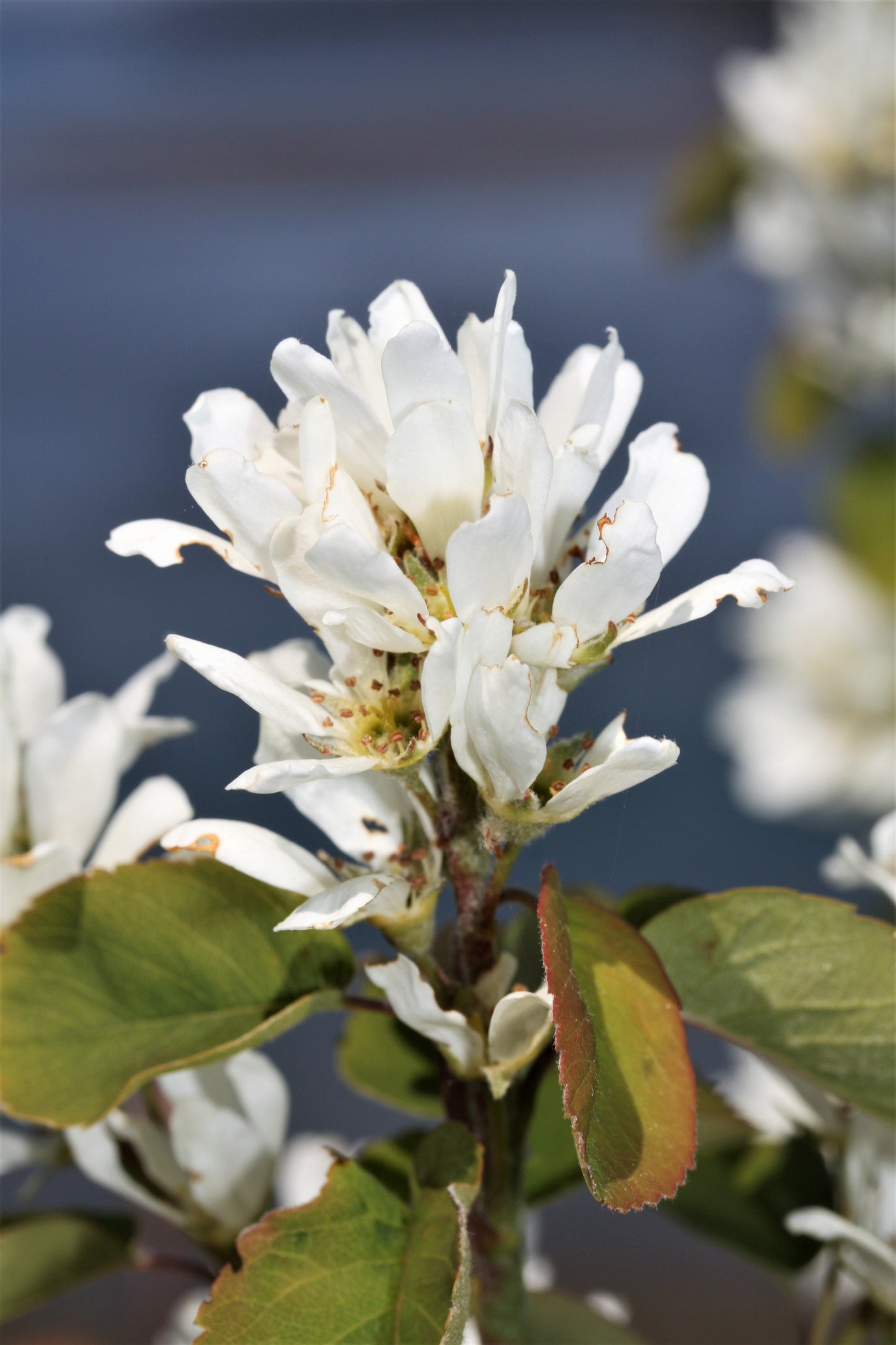 20 SASKATOON SERVICEBERRY aka Western, Pacific, Juneberry, Shadbush Amelanchier Alnifolia Native Edible Purple Berry Fruit White Flower Shrub Seeds
