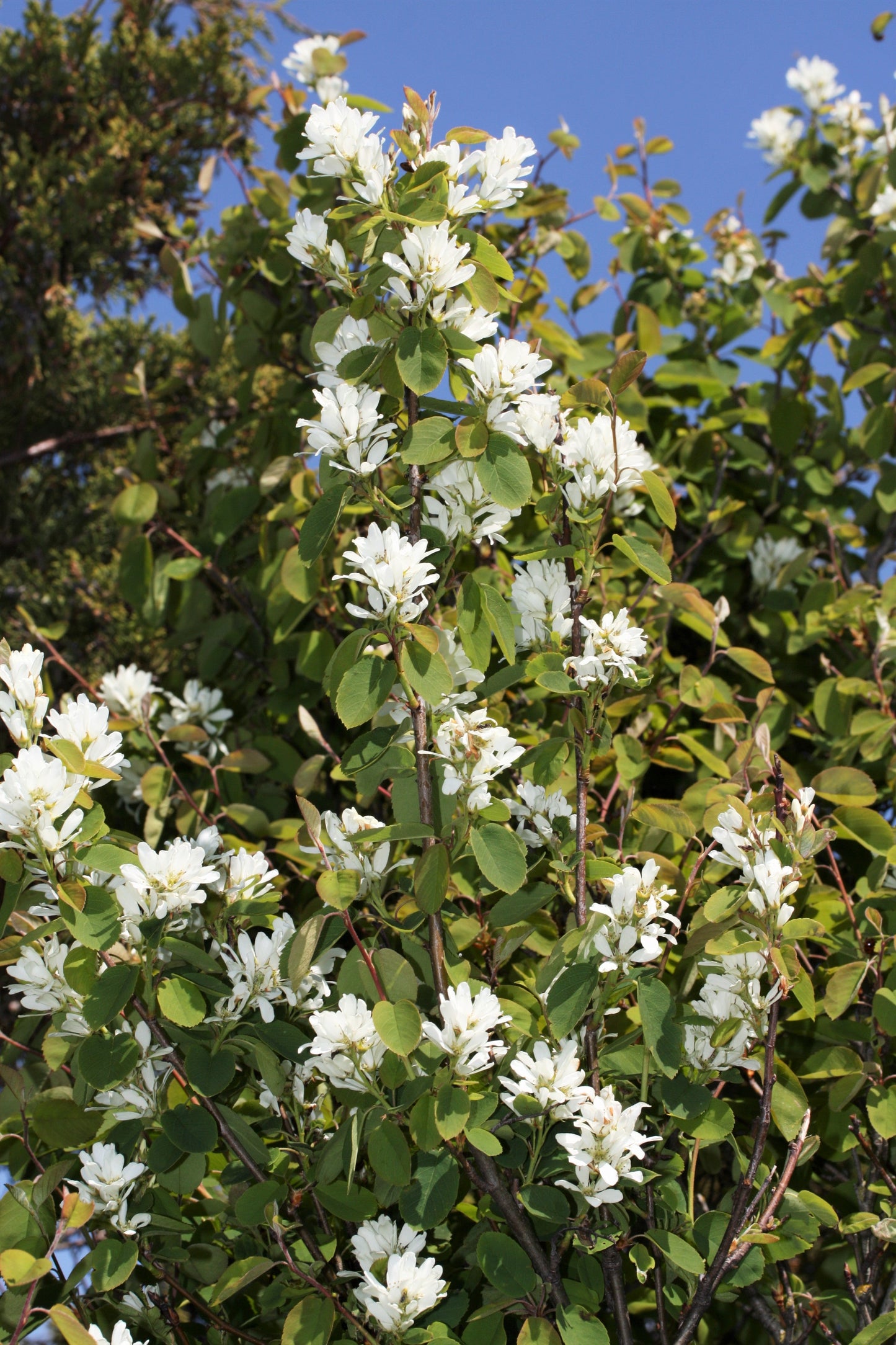 20 SASKATOON SERVICEBERRY aka Western, Pacific, Juneberry, Shadbush Amelanchier Alnifolia Native Edible Purple Berry Fruit White Flower Shrub Seeds