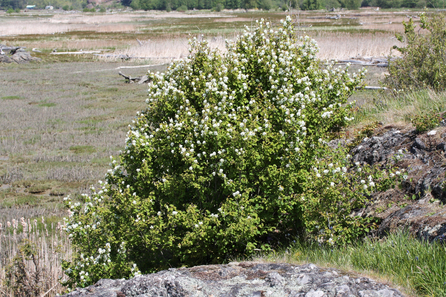 20 SASKATOON SERVICEBERRY aka Western, Pacific, Juneberry, Shadbush Amelanchier Alnifolia Native Edible Purple Berry Fruit White Flower Shrub Seeds