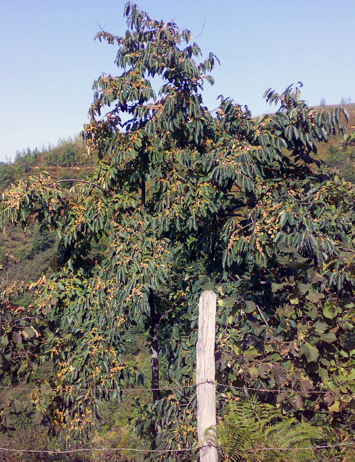 10 ITALIAN PERSIMMON TREE Dateplum Date Plum Fruit Diospyros Lotus Seeds