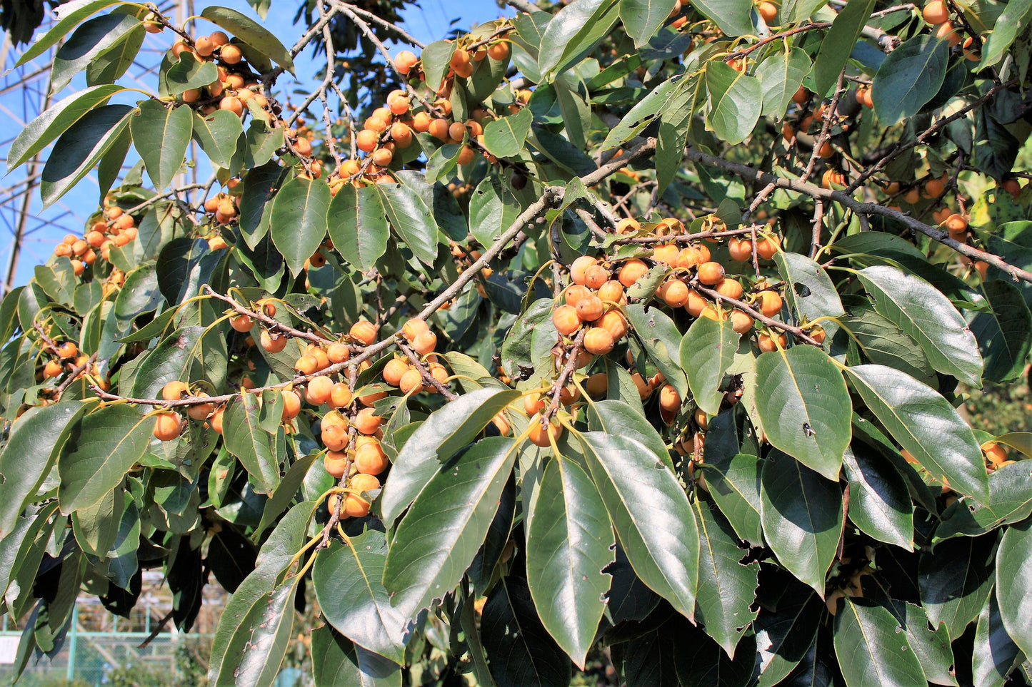 10 ITALIAN PERSIMMON TREE Dateplum Date Plum Fruit Diospyros Lotus Seeds