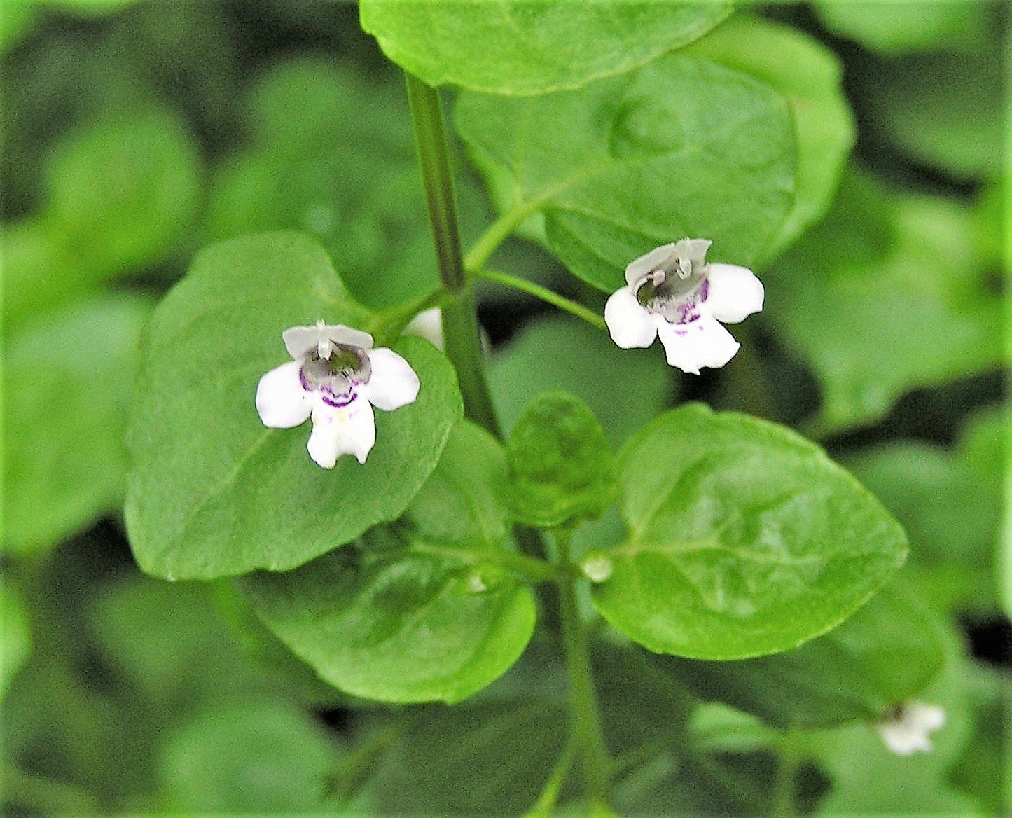 20 CORSICAN MINT Mentha Requienii Herb Fragrant Ground Cover Flower Seeds