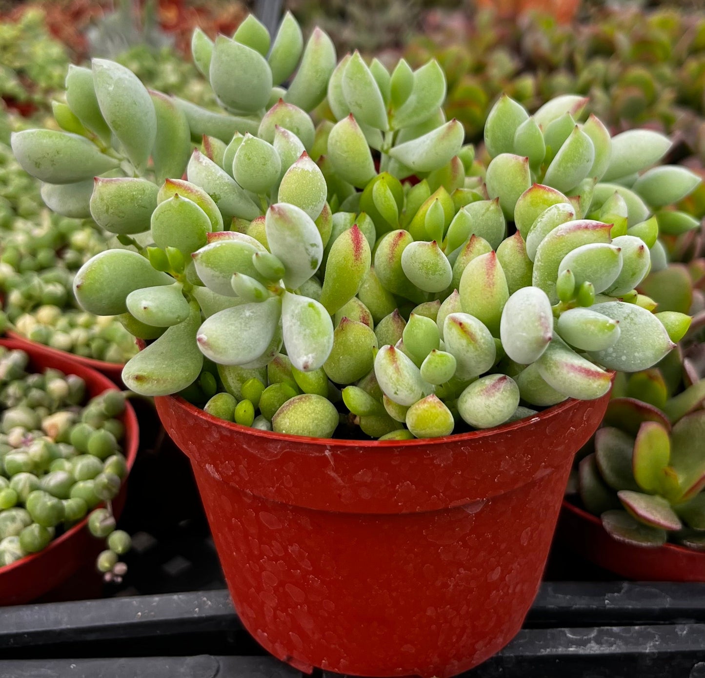 Cotyledon Pendens