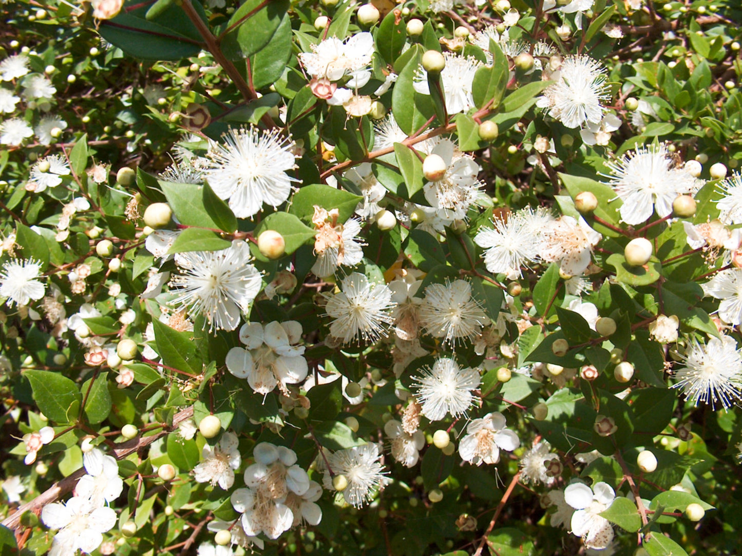 20 TRUE MYRTLE Myrtus Communis aka Common & Sweet Myrtle Fragrant White Flower Edible Blue Berry Fruit Shrub Seeds