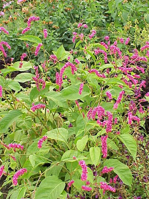10 KISS ME OVER THE GARDEN GATE Princess Feather Polygonum Orientale Persicaria Orientalis Magenta Pink Flower Herb Seeds