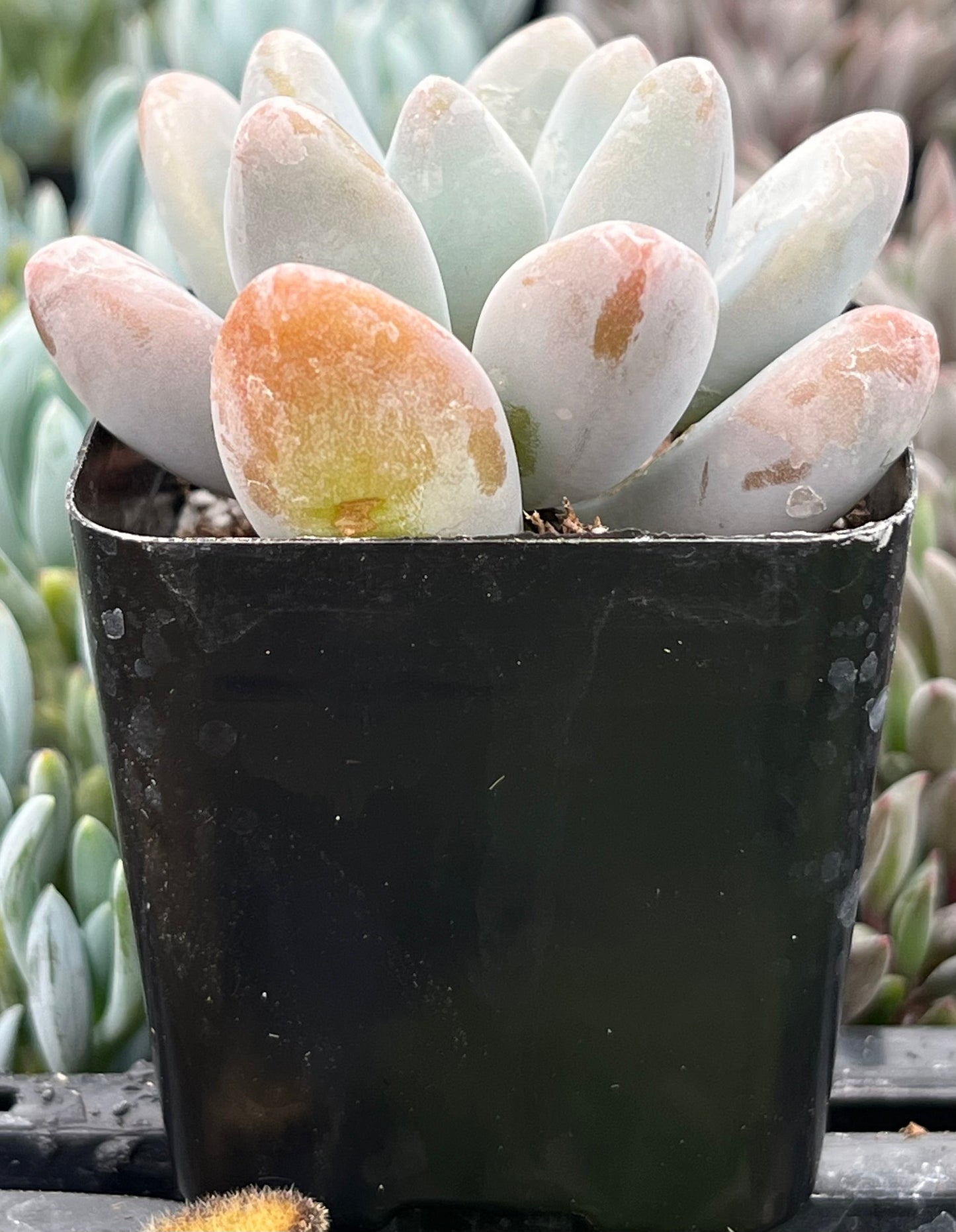 Pachyphytum Blue Haze