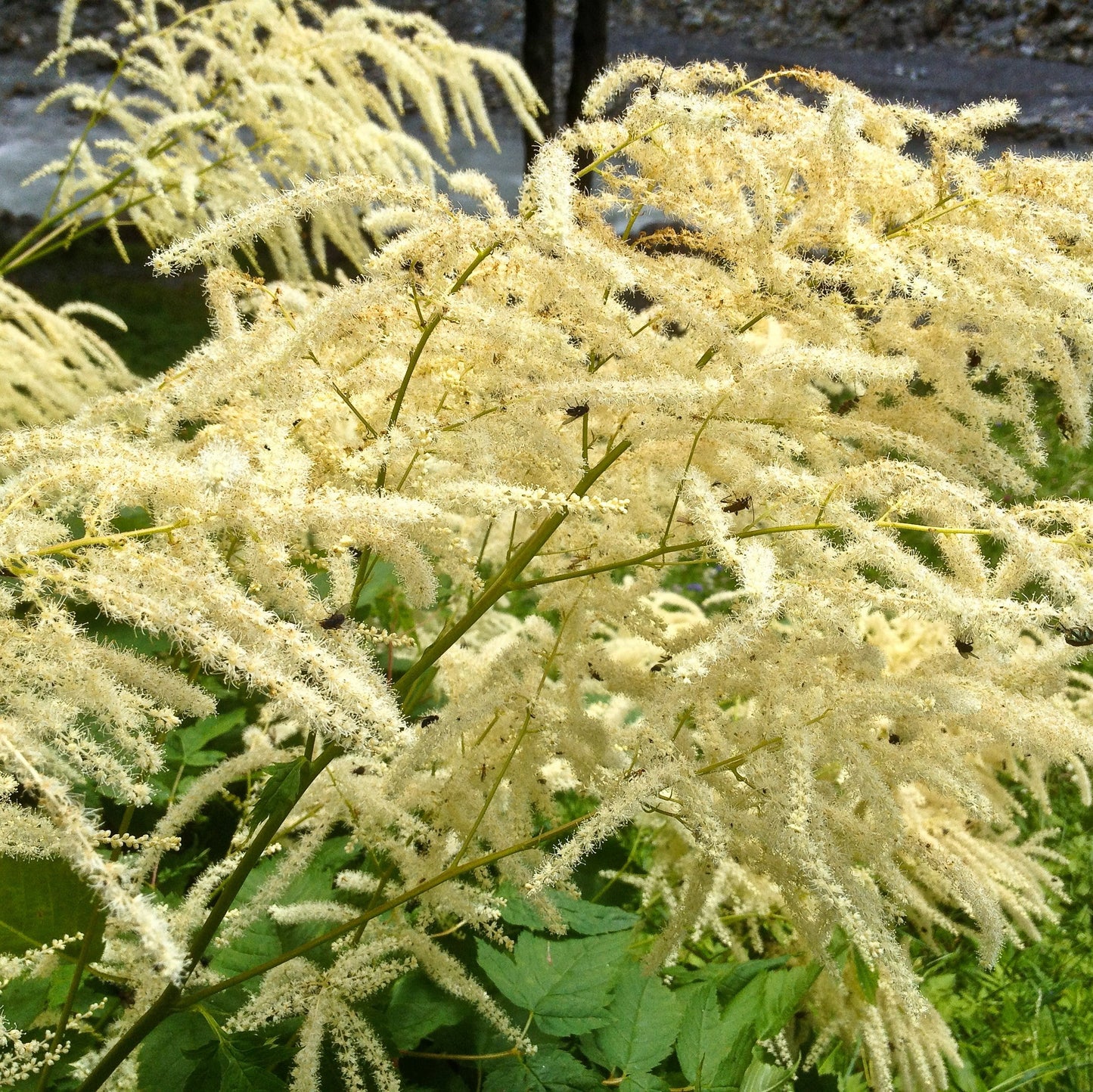 Cajeput Essential Oil