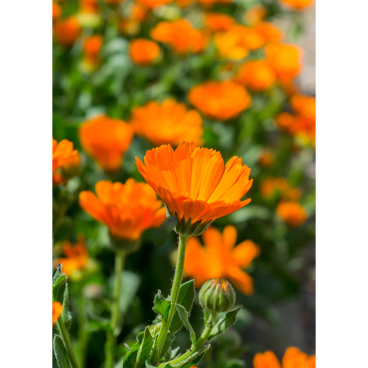 Calendula (Calendula officinalis)