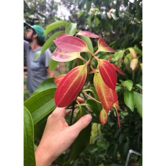 Cinnamon (Cinnamomum verum)