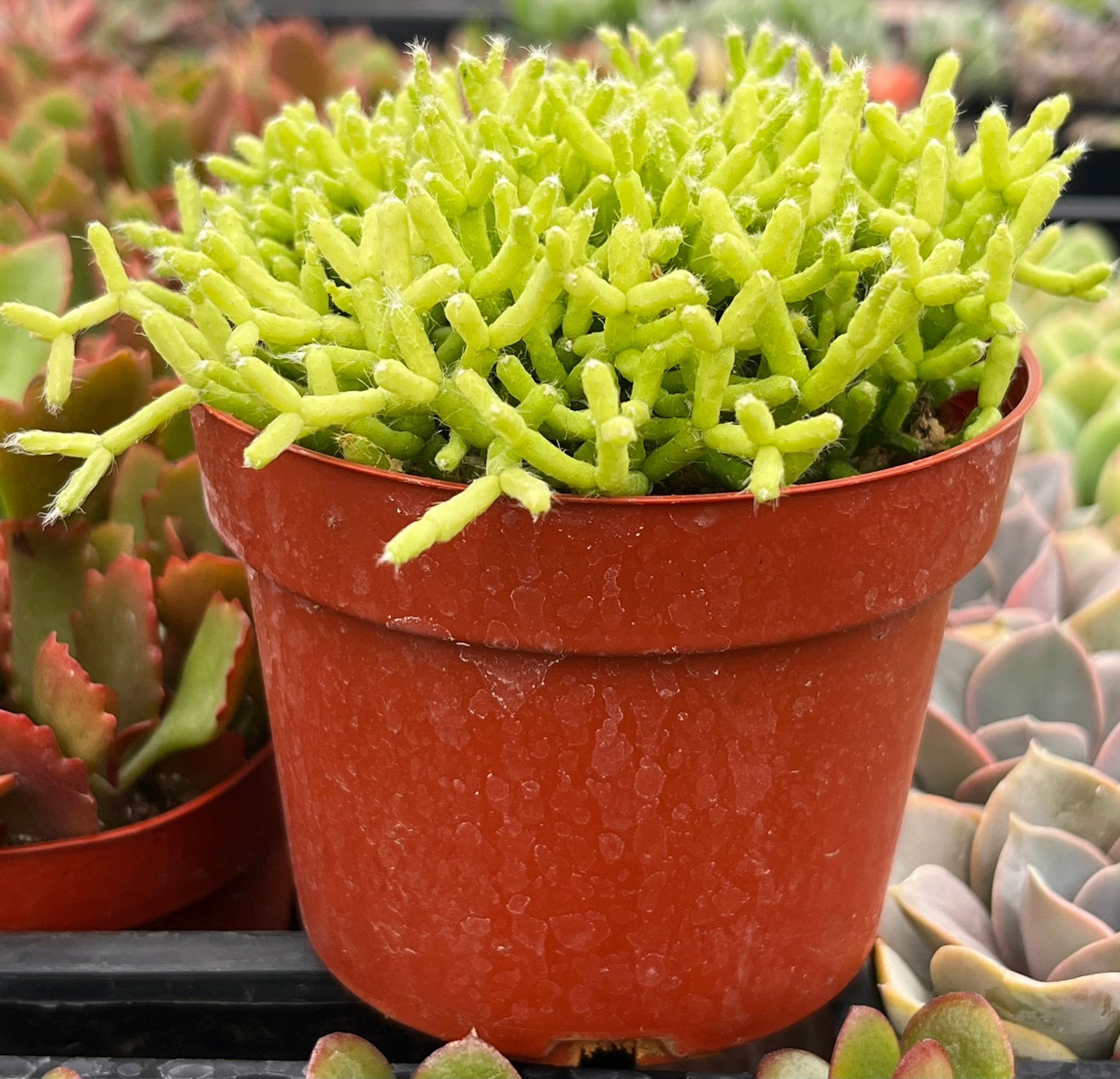 Rhipsalis Cereuscula