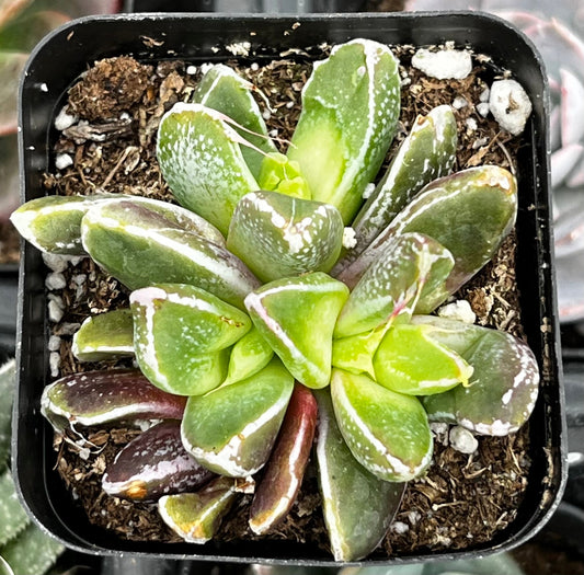Faumatium Hybrid
