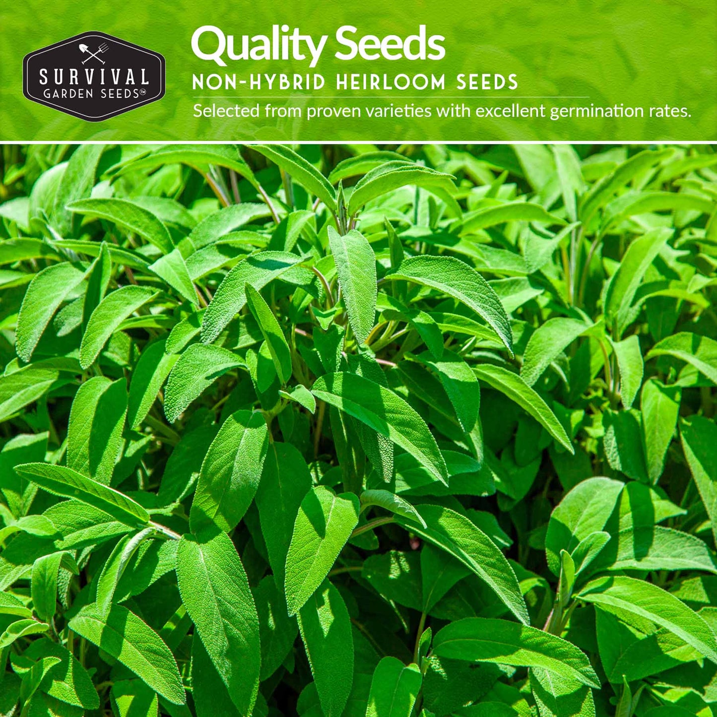 Drought Tolerant Seed Collection - 8 Hardy Herbs and Flowers