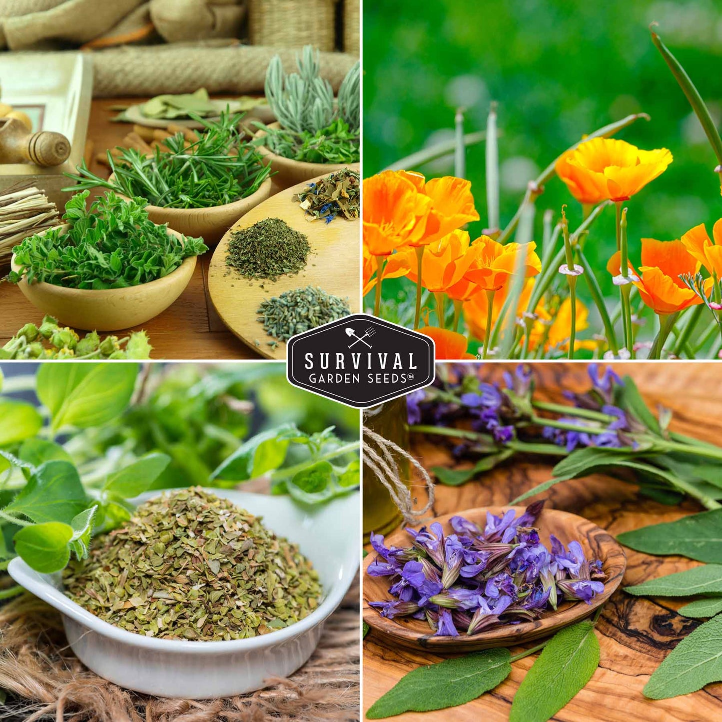 Drought Tolerant Seed Collection - 8 Hardy Herbs and Flowers