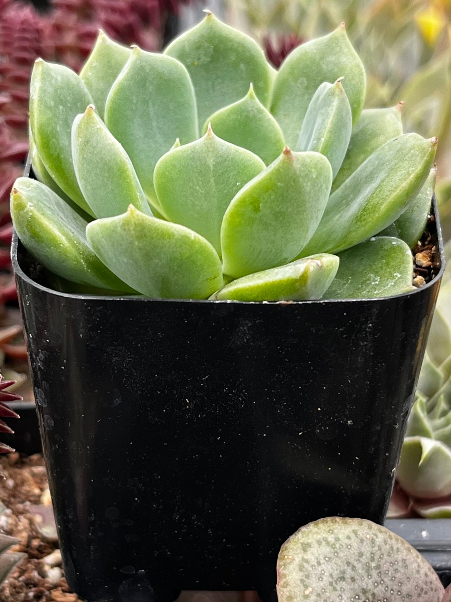 Echeveria Sofia