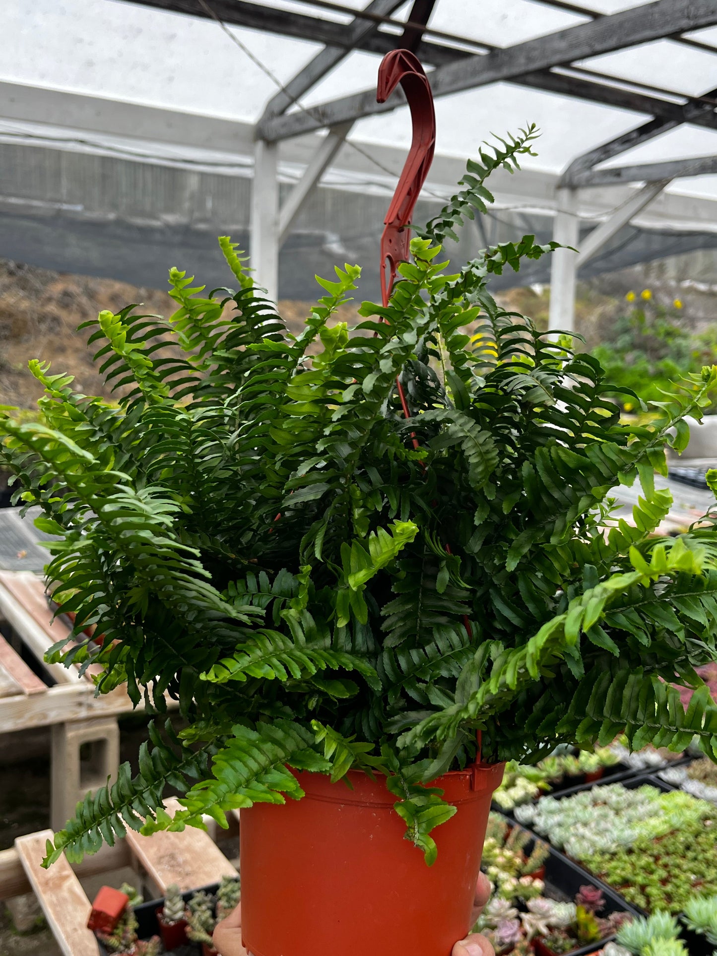Indoor Hanging Fern Plant