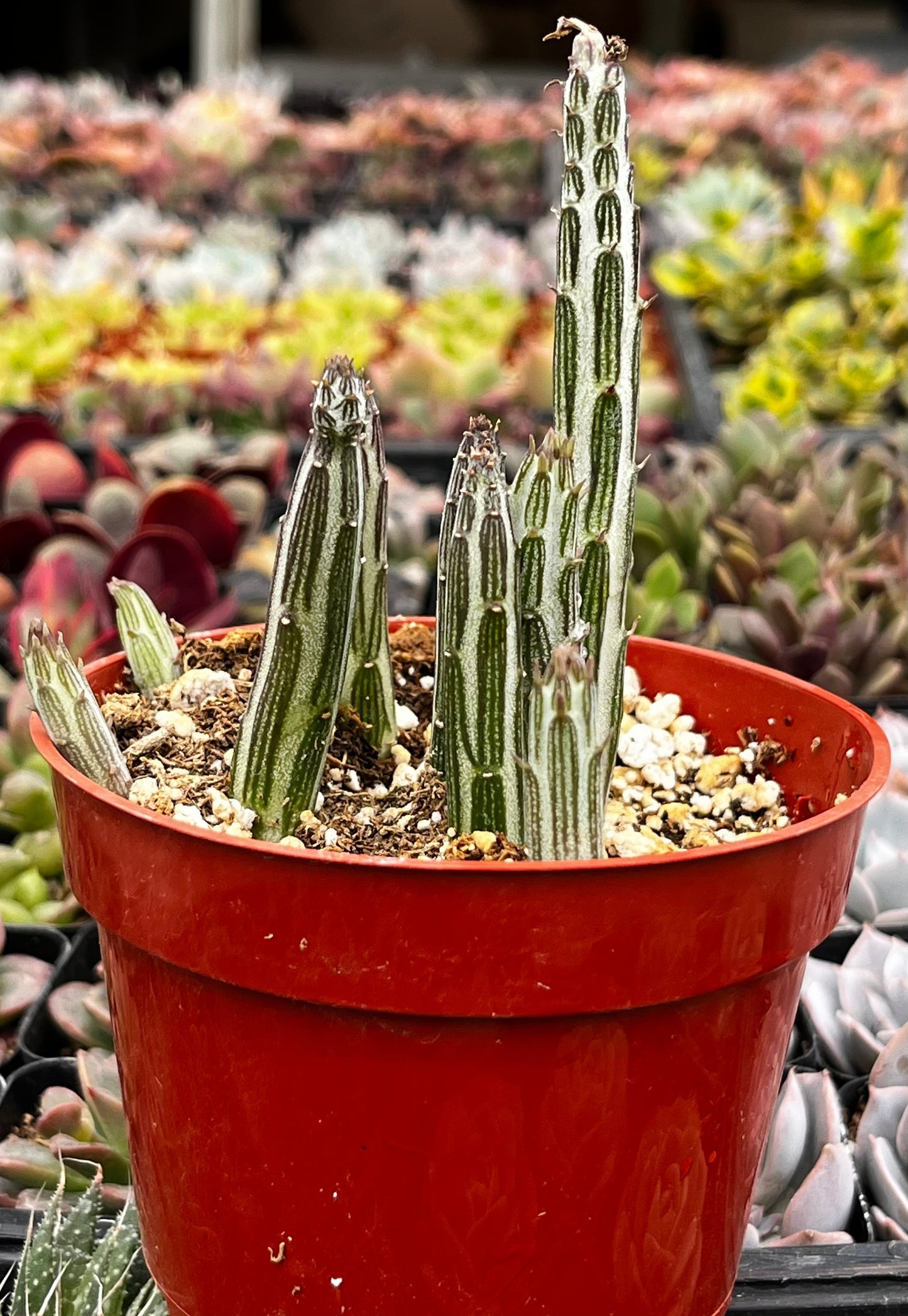 Senecio Stapeliiformis