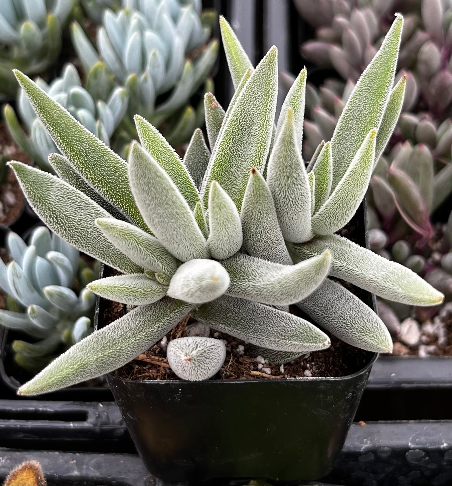 Crassula Mesembryanthemoides