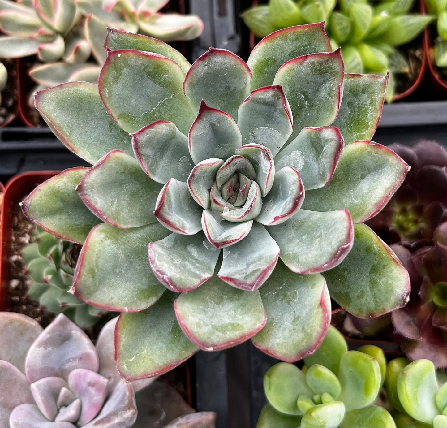 Echeveria Pulido