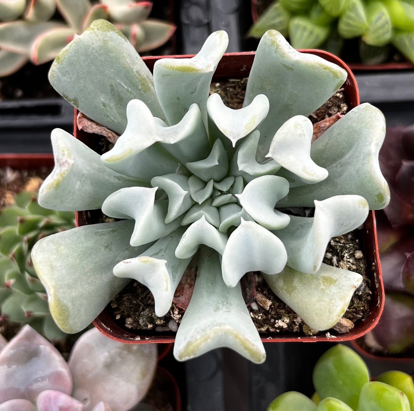 Echeveria Topsy Turvy