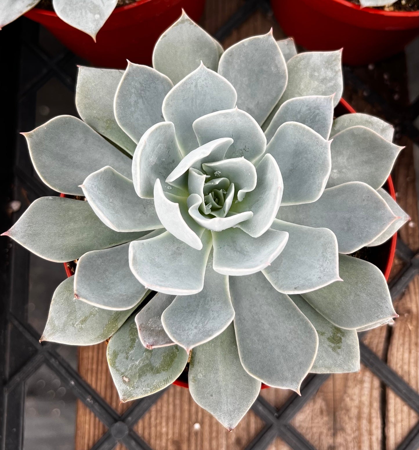 Echeveria Subsessilis