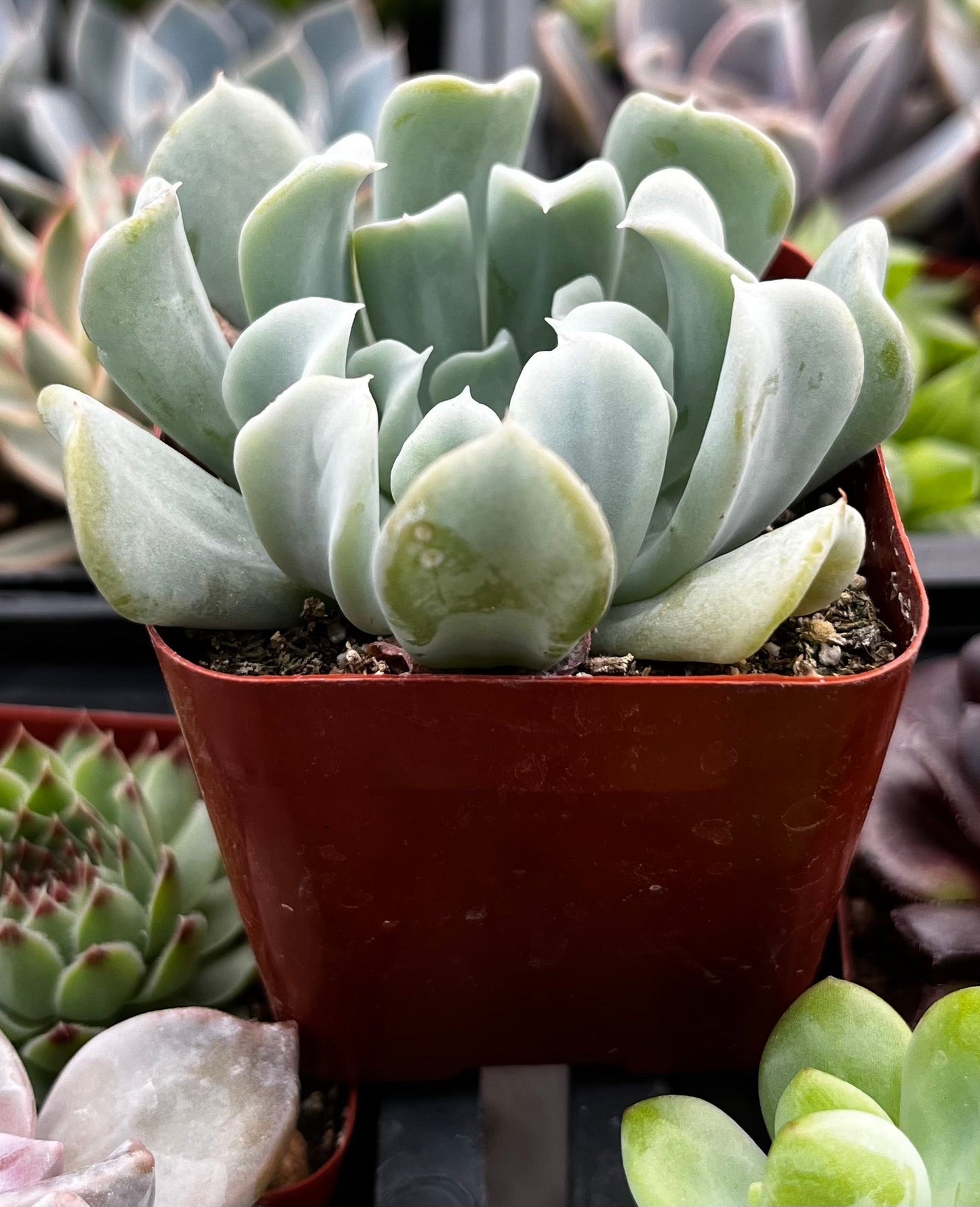 Echeveria Topsy Turvy