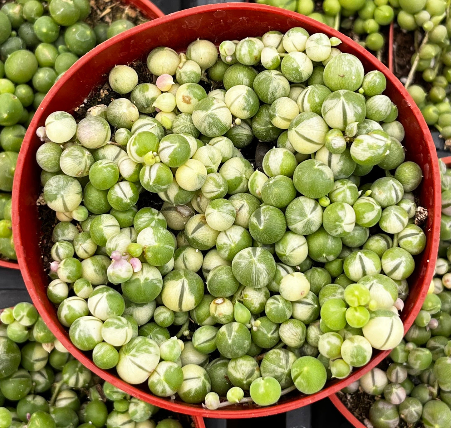 Variegated String of Pearls