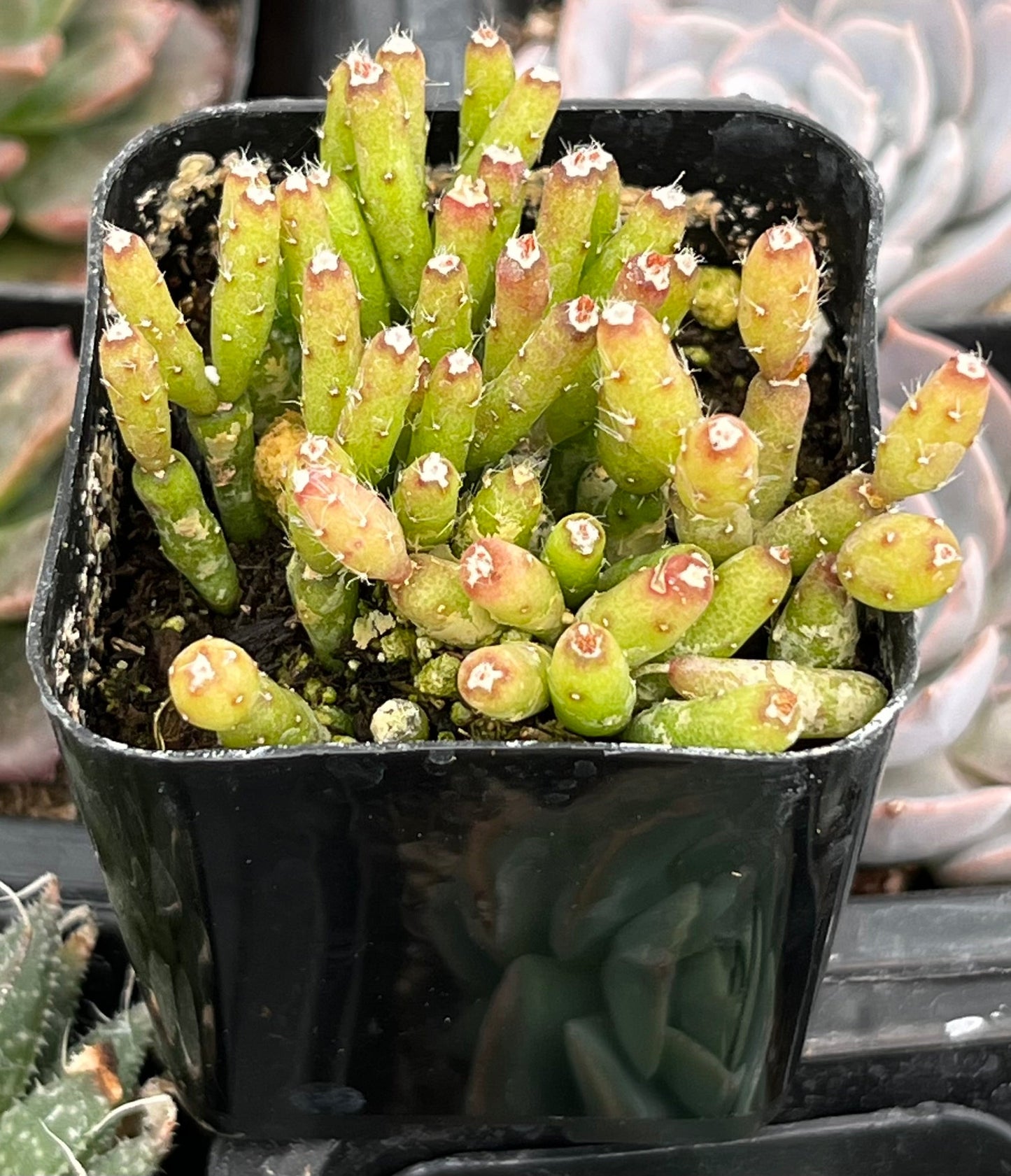 Hatiora Salicornioides