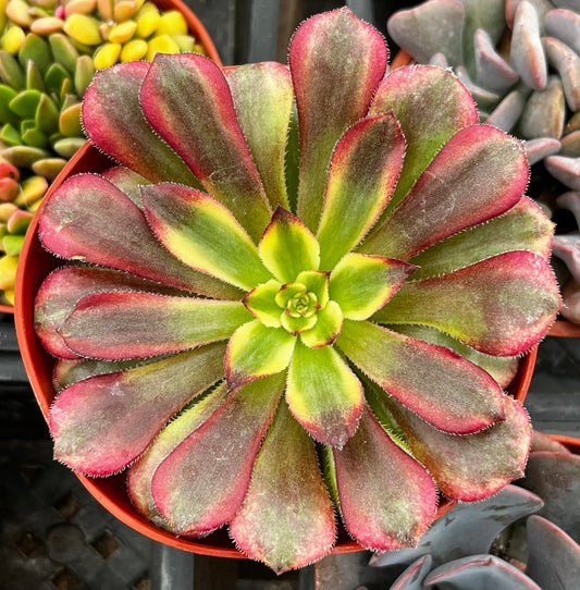 Aeonium Mardi Gras