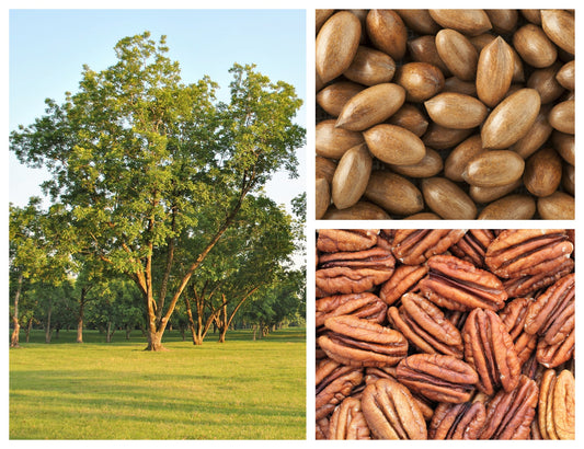 5 HARDY PECAN Tree Carya Illinoinensis King Nut Native Fruit Tree Seeds