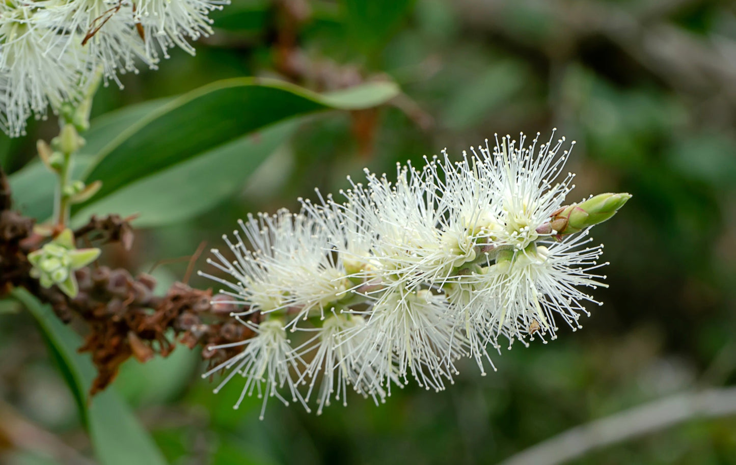Niaouli Madagascar Essential Oil