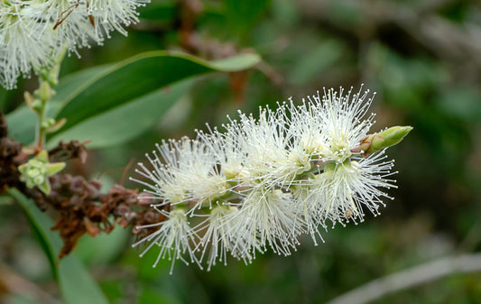 Niaouli Madagascar Essential Oil