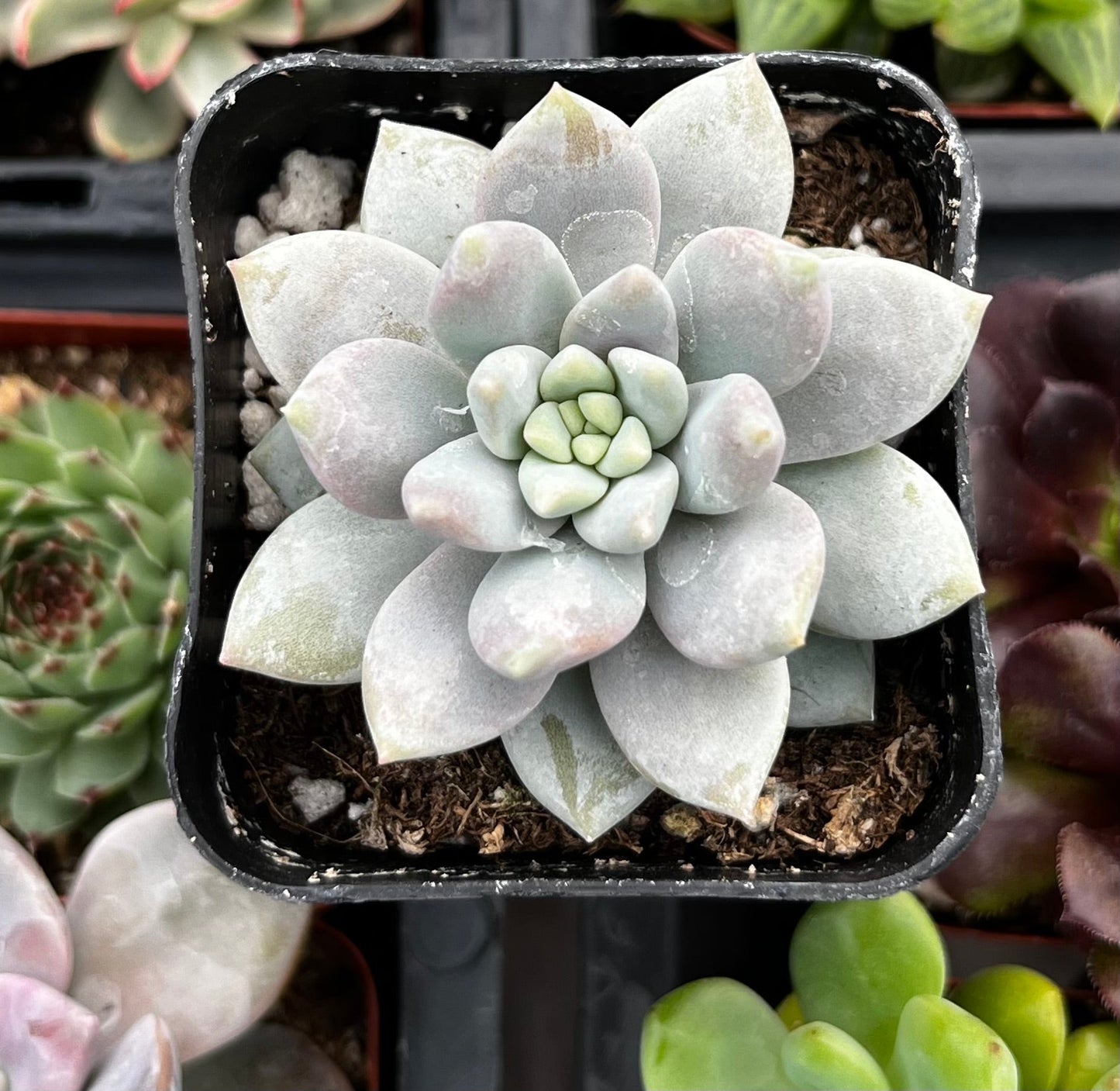 Graptopetalum Petal