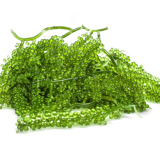 Green Caviar Oil (Caulerpa lentillifera)