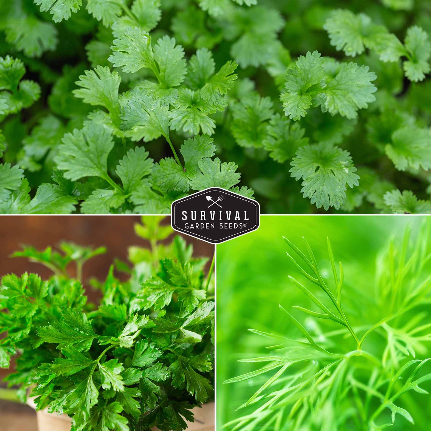 Herb Collection - Basil, Cilantro, Dill, Lemon Balm, Parsley