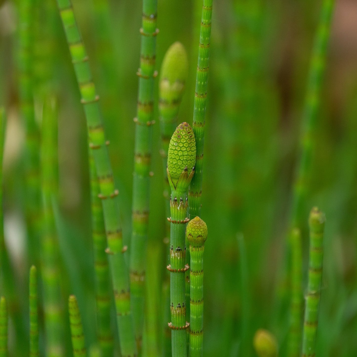 Horsetail Extract G NP – Glycerin-Based Botanical for Firming & Strengthening