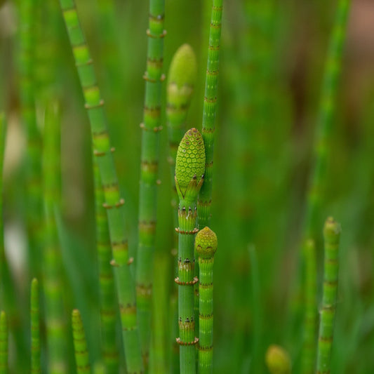 Horsetail Extract G NP – Glycerin-Based Botanical for Firming & Strengthening