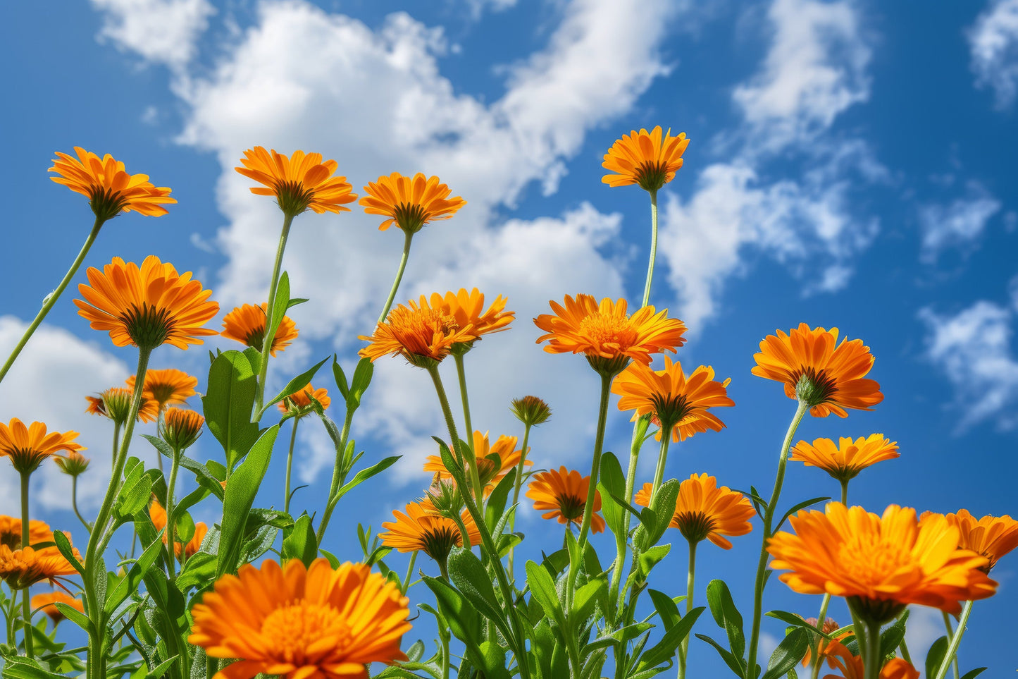Calendula Essential Oil Co2