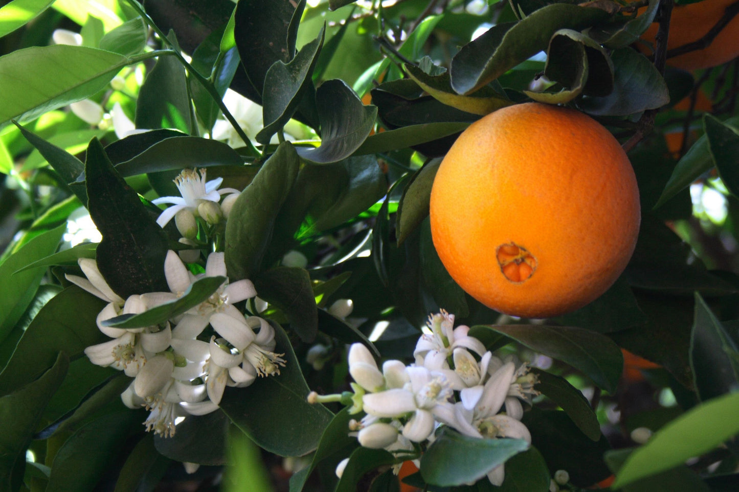 Neroli Floral Water (Orange Blossom Flower Water)