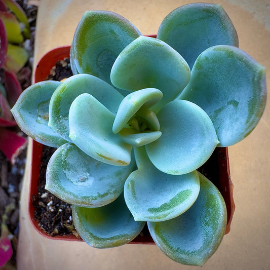Echeveria Ice Green