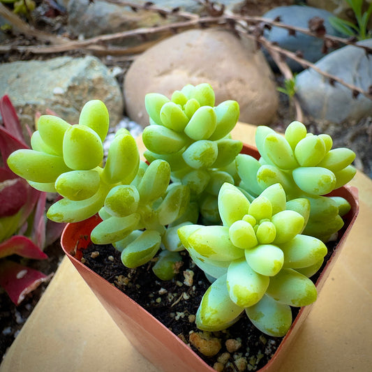Sedum Donkey's Tail