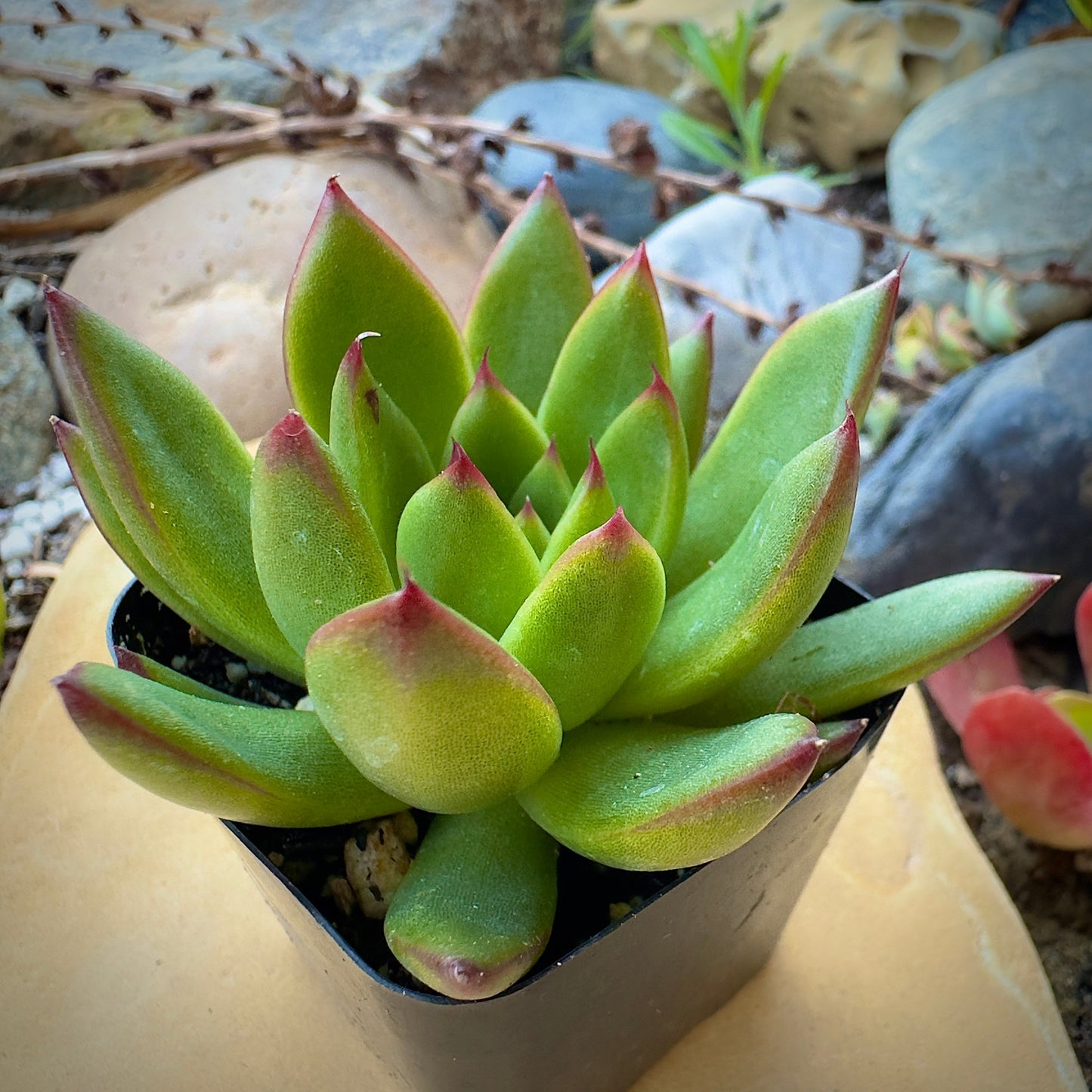 Echeveria Agavoides Christmas