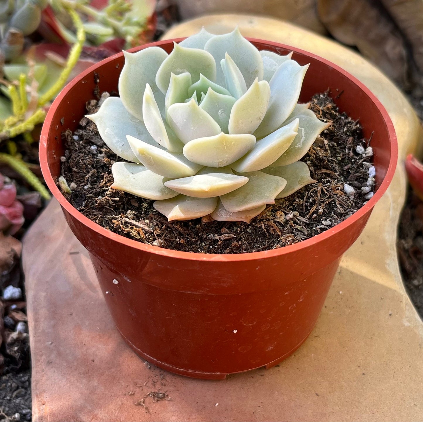 Echeveria Lola