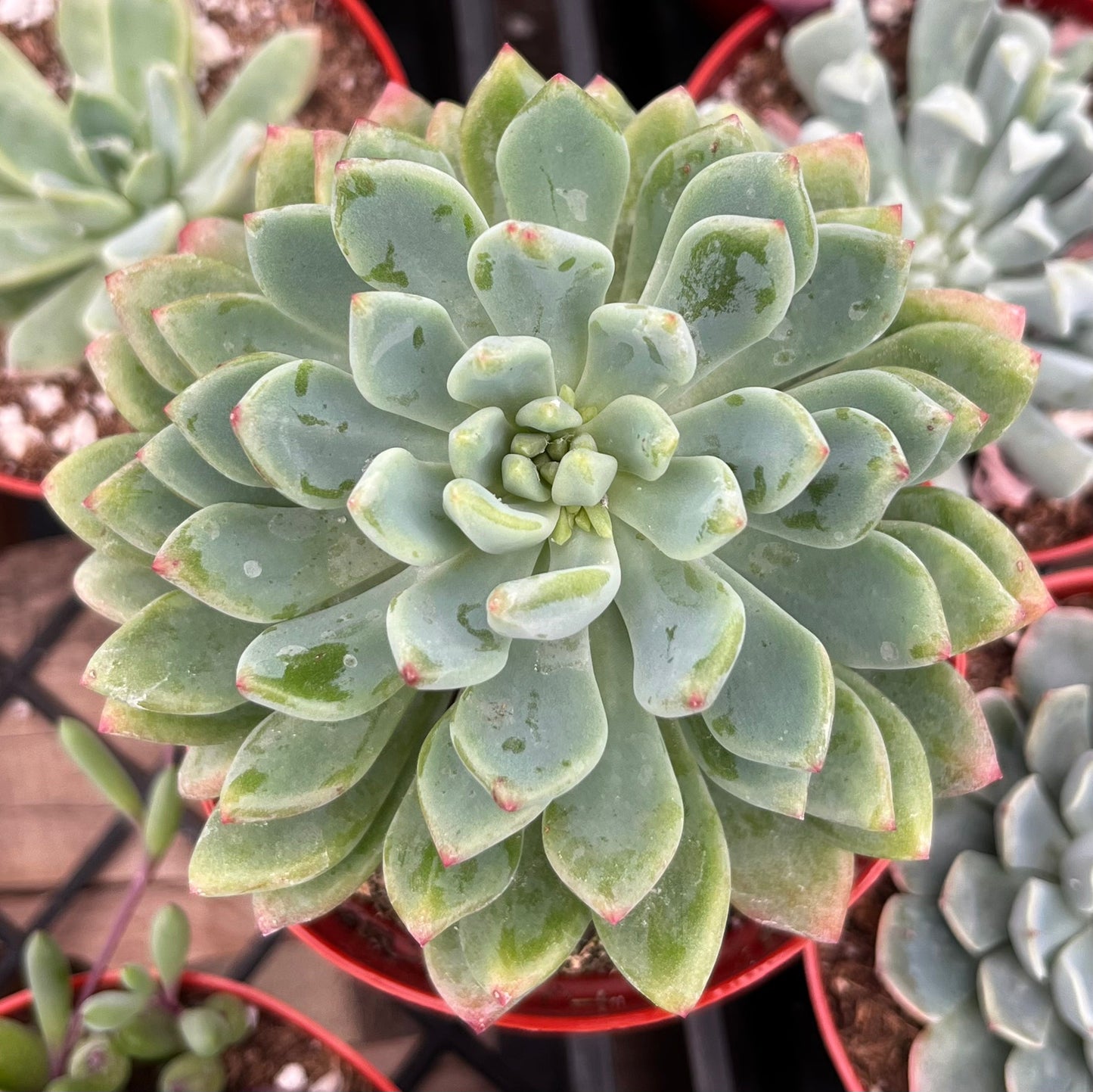 Echeveria Sedeveria Blue Elf