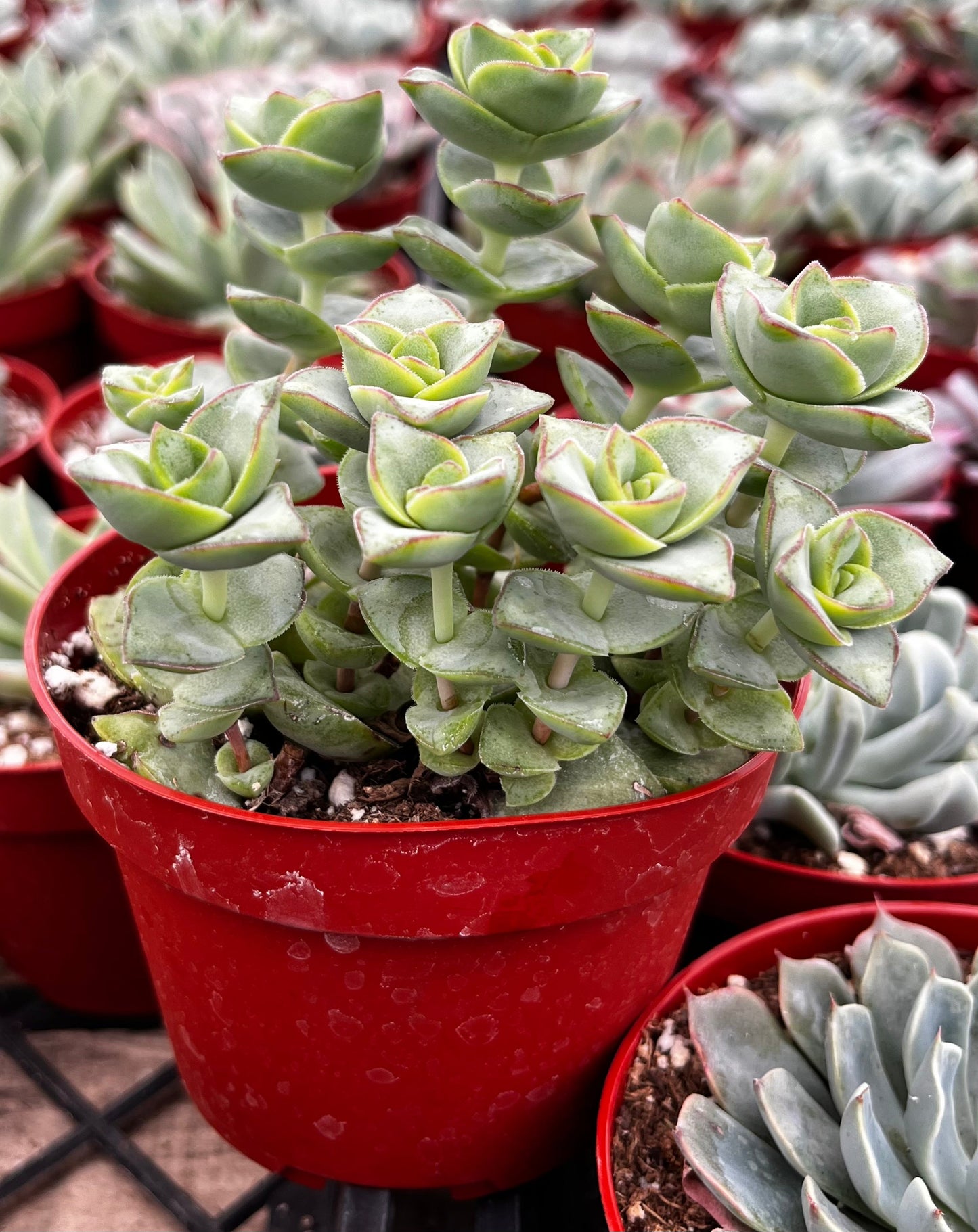 Crassula Ivory Towers
