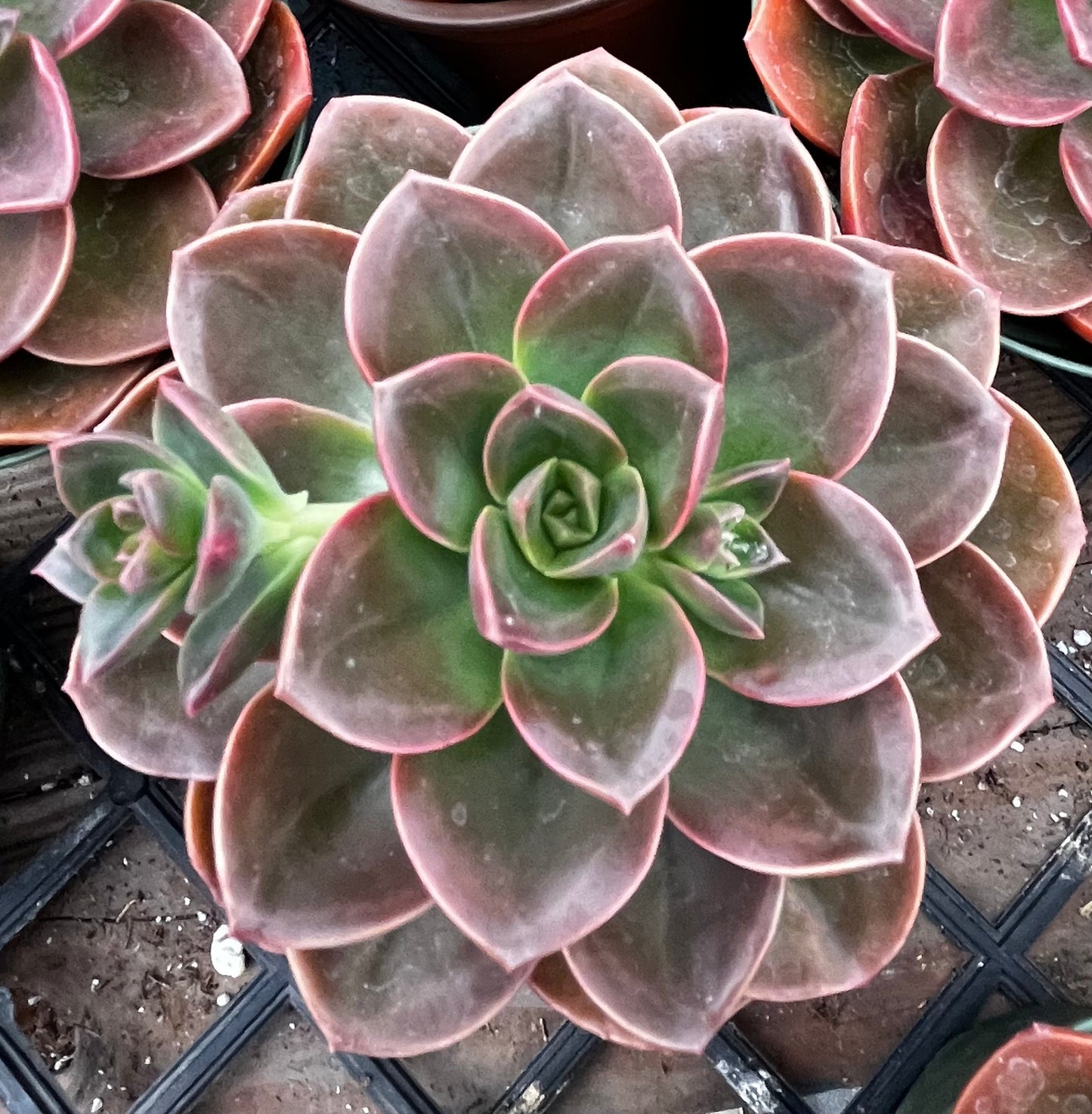 Echeveria Melaco Brown Rose