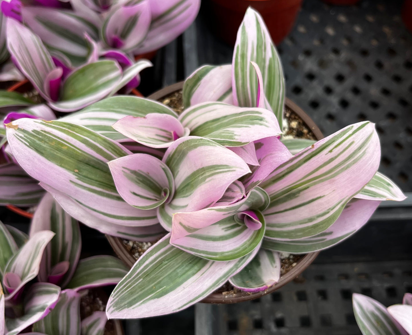 Tradescantia Zebrina