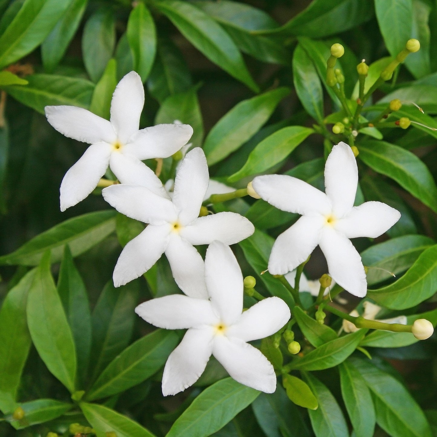 Jasmine Essential Oil