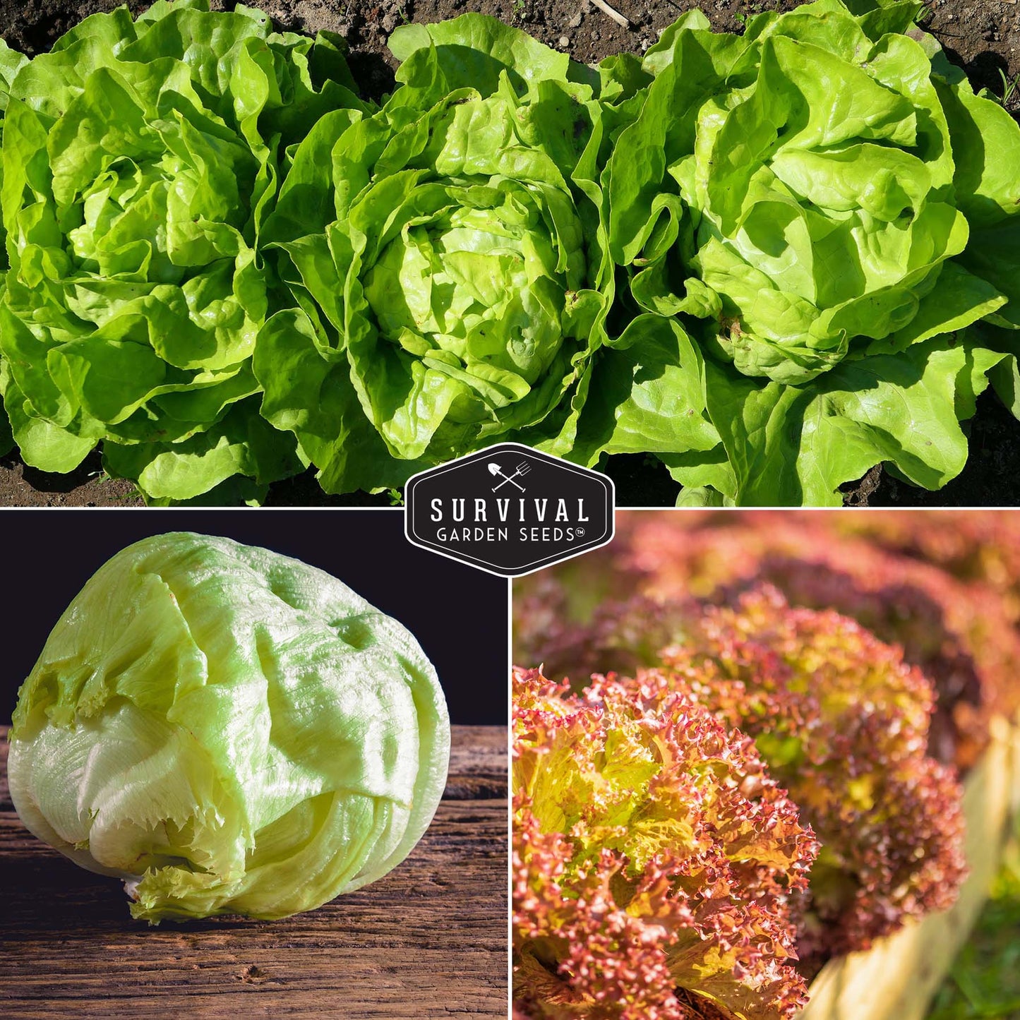 5 Lettuce Collection - Buttercrunch, Oakleaf, Lolla Rosa, Parris Island, Iceberg