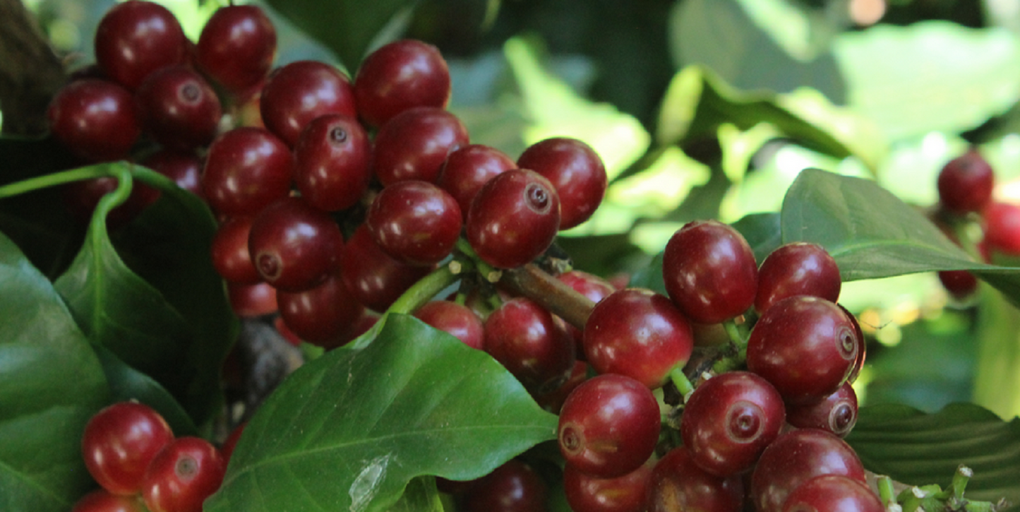 MARSELLESA Premium Specialty Grade -2025 CROPS-